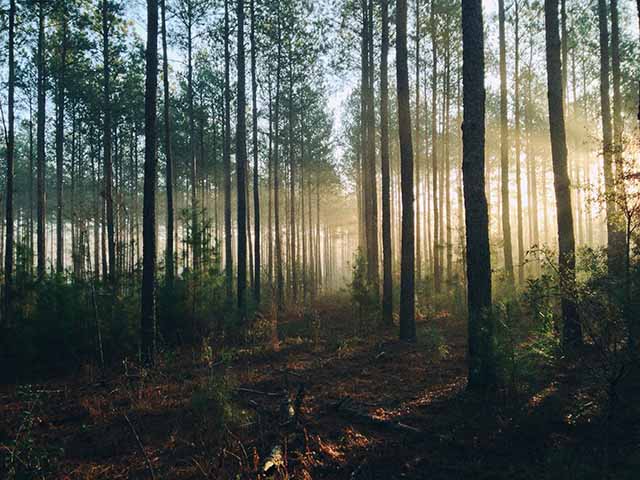 View into an evergreen forest, which is a net zero carbon place