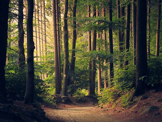 Kevin McCloud net zero carbon city revealed: it's a mature forest of deciduous trees